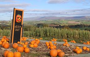 Pumpkin Festival @ Cantref 2026 Wales